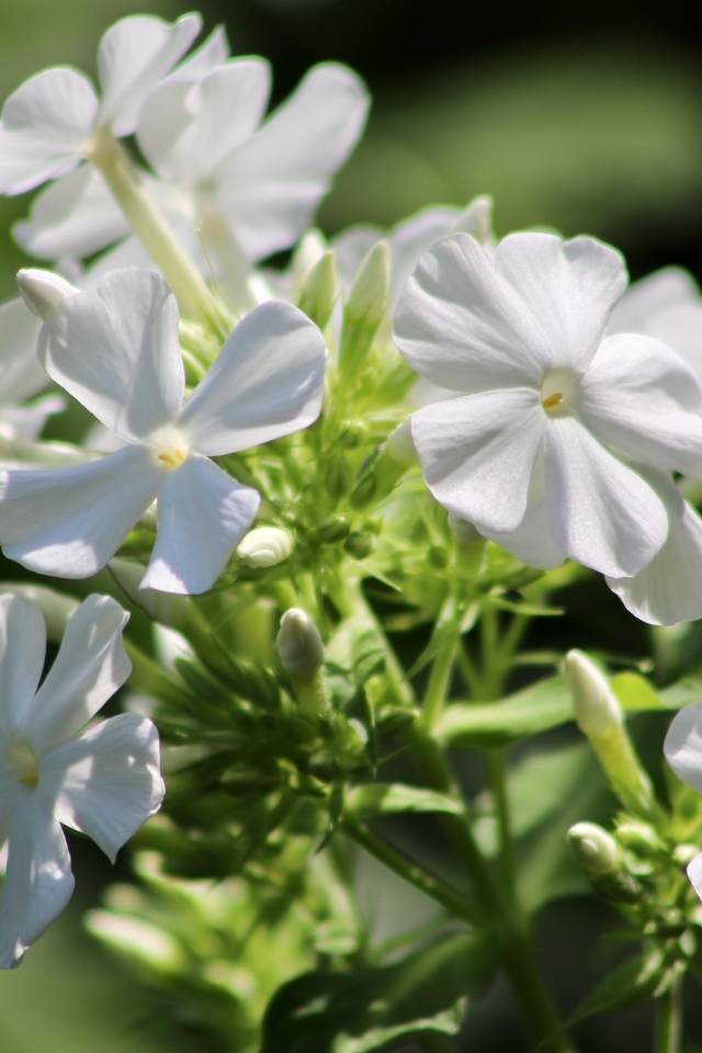 Белые нежные цветы флокс на клумбе летом