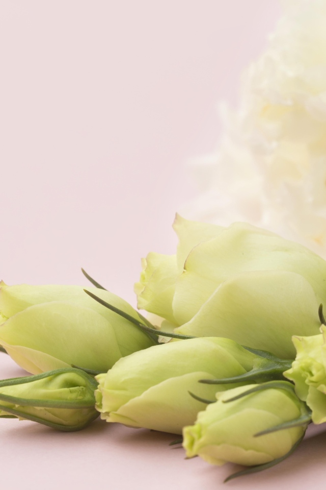 Белые цветы эустомы на розовом фоне крупным планом