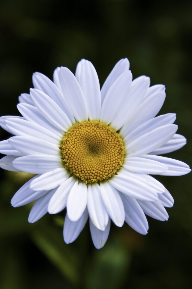 Белая полевая ромашка с желтой серединкой