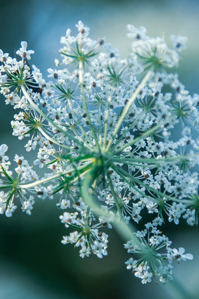 Белое цветущее полевое растение
