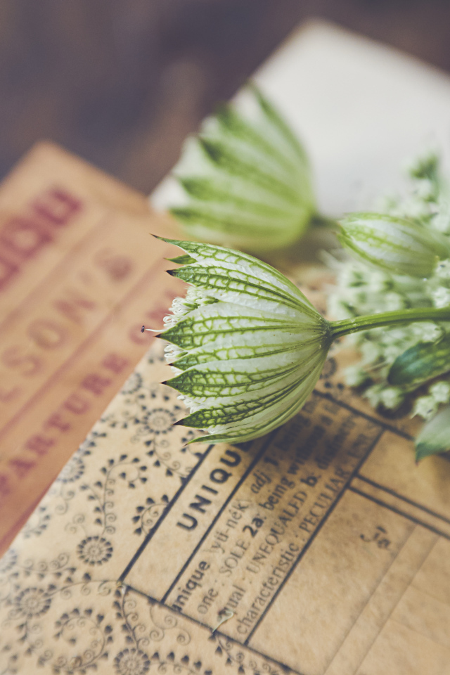 Белые цветы с бумагой на столе