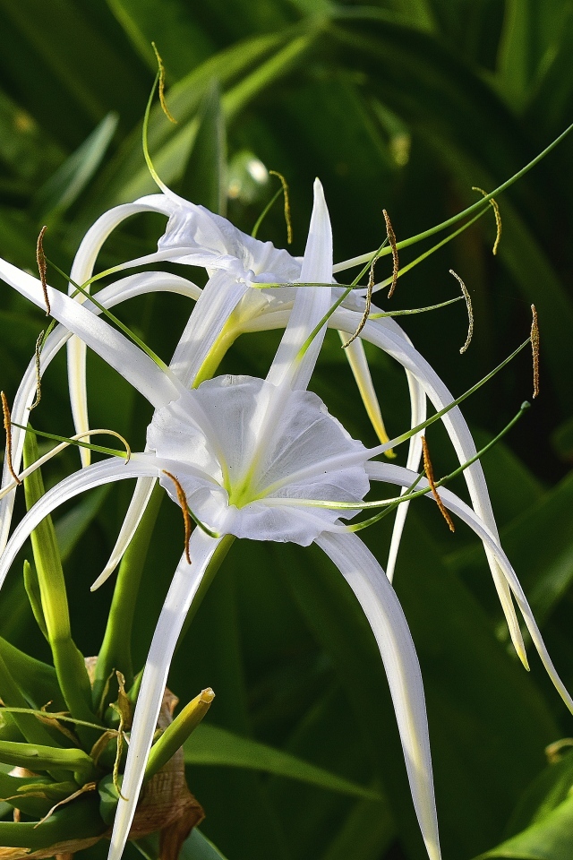 Белые комнатные лилии крупным планом
