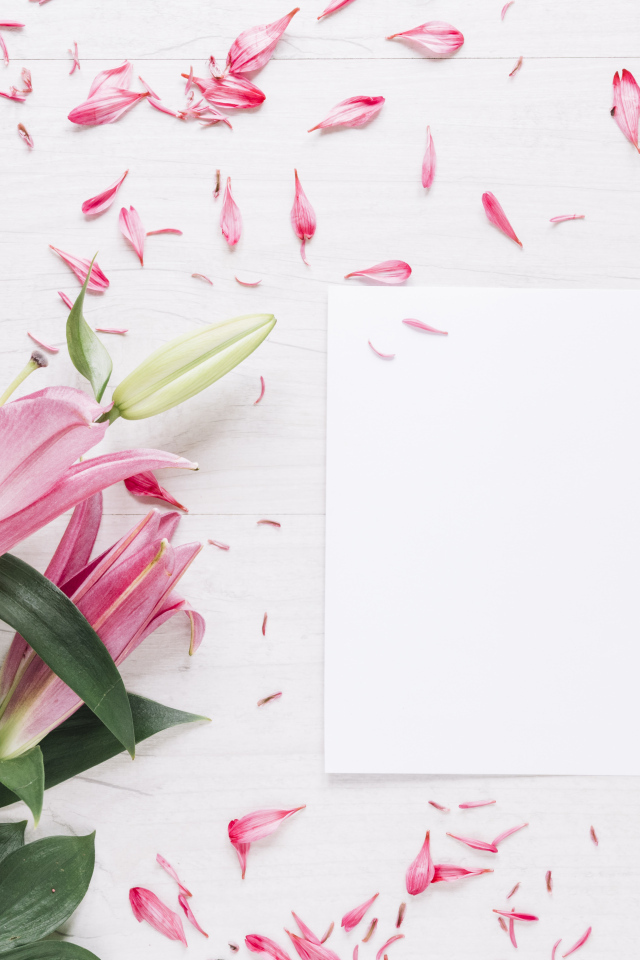 Белый лист с розовыми цветами лилии
