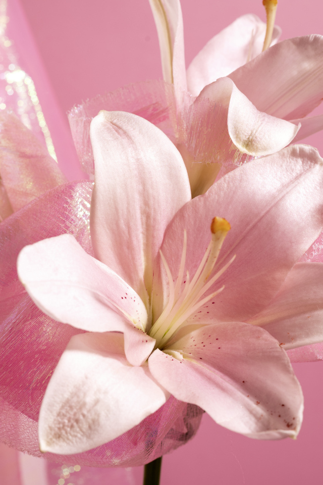 Белые лилии на розовом фоне крупным планом