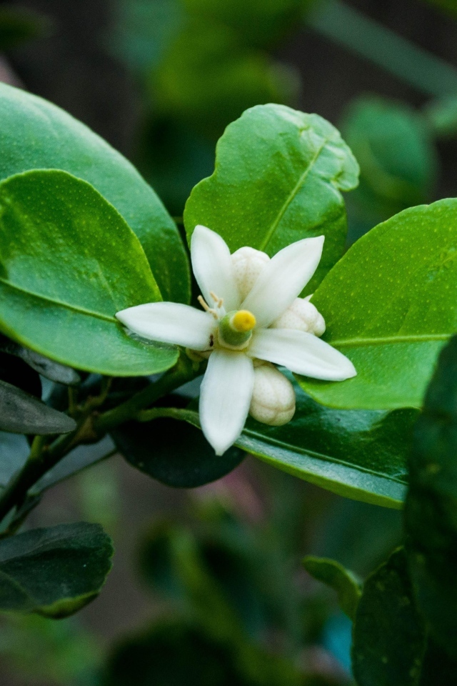 Белый цветок лайма на ветке в зеленых листьях