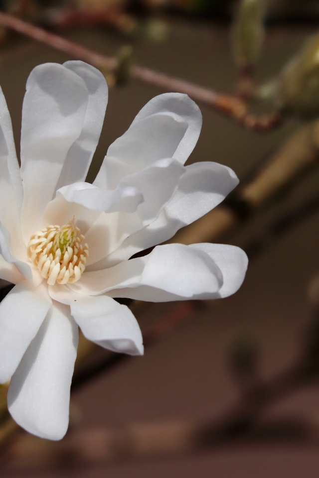 Белый цветок магнолии на ветке крупным планом