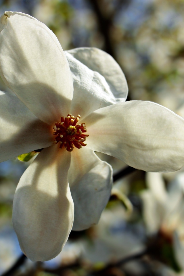 Белый цветок магнолии на ветке крупным планом