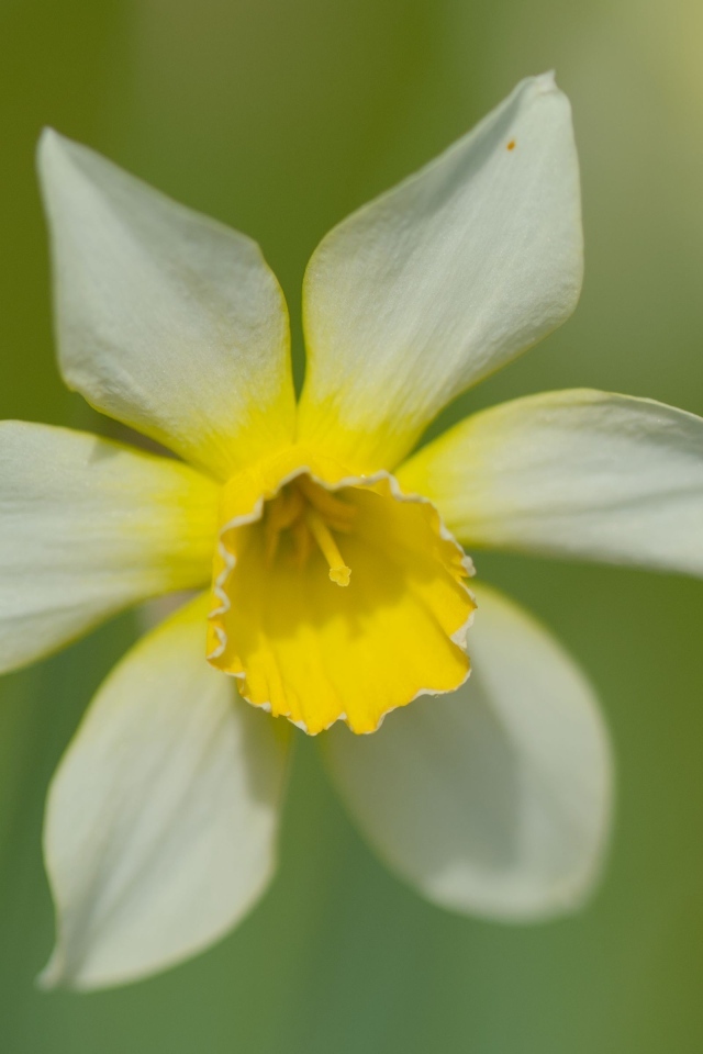 Белый цветок нарцисса с желтой серединкой крупным планом