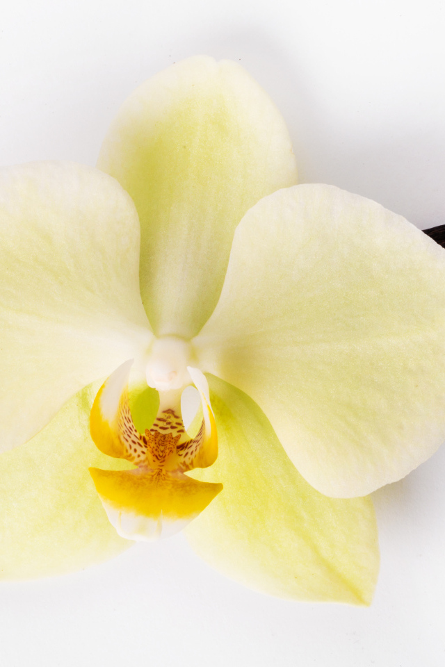 Белый цветок орхидеи с ванилью на белом фоне