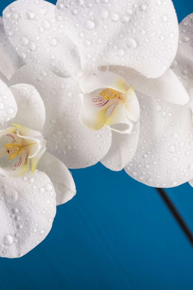 Белые цветы орхидеи на голубом фоне