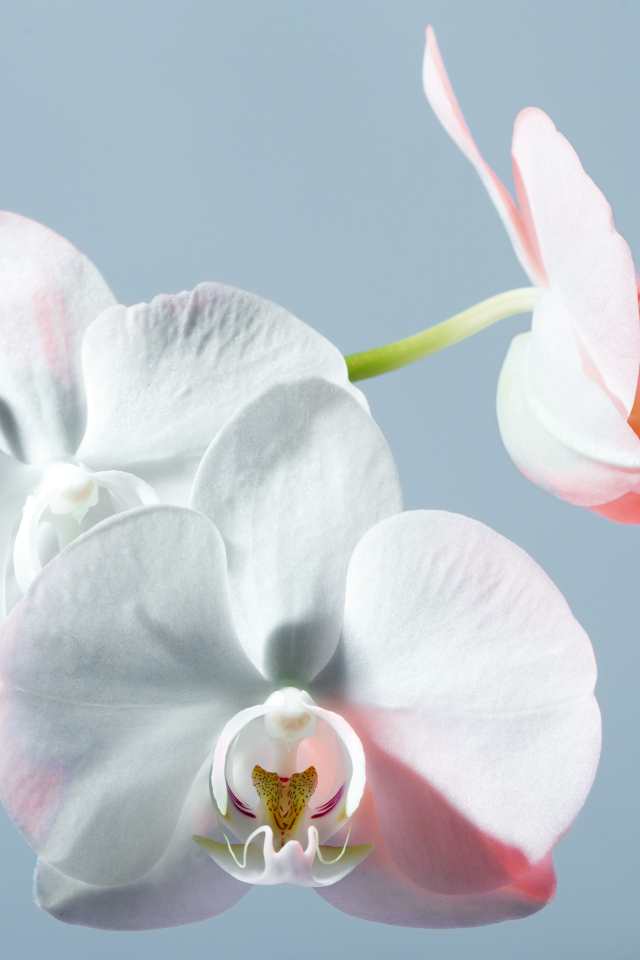 Белые орхидеи на голубом фоне