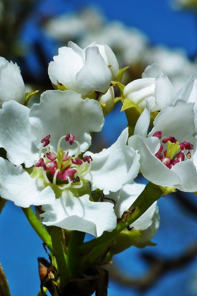 Белые цветы груши на ветке весной