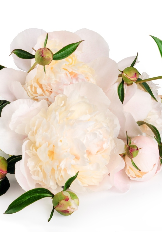 Белые пионы с бутонами на белом фоне