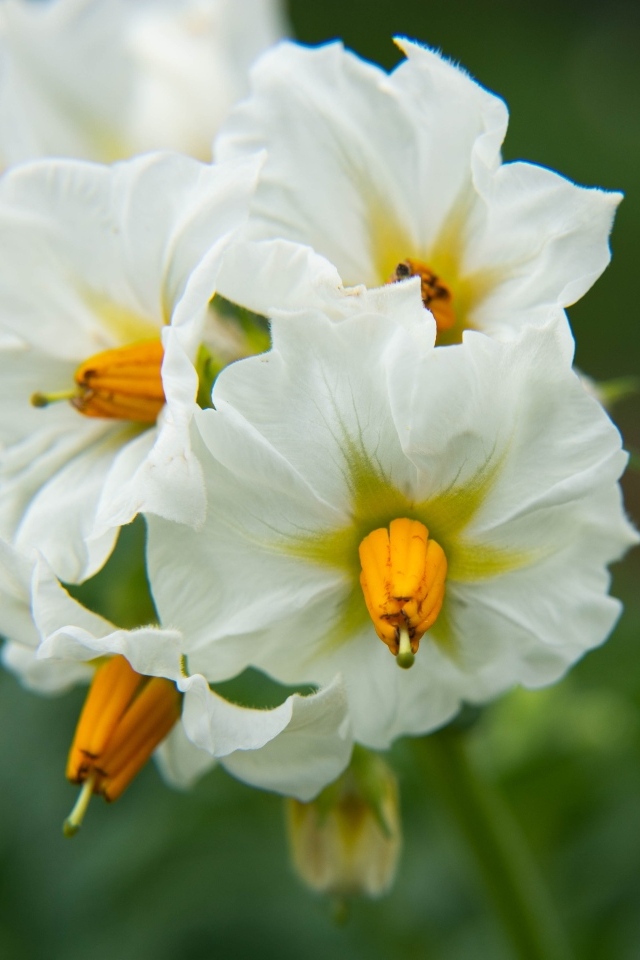 Белые цветы картофеля крупным планом