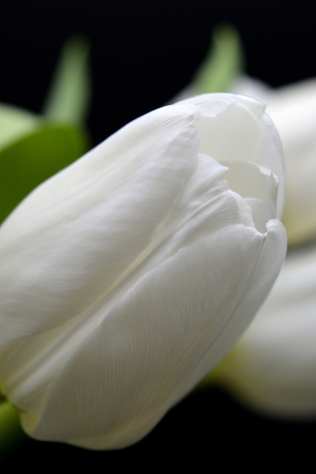 Белый настоящий тюльпан крупным планом