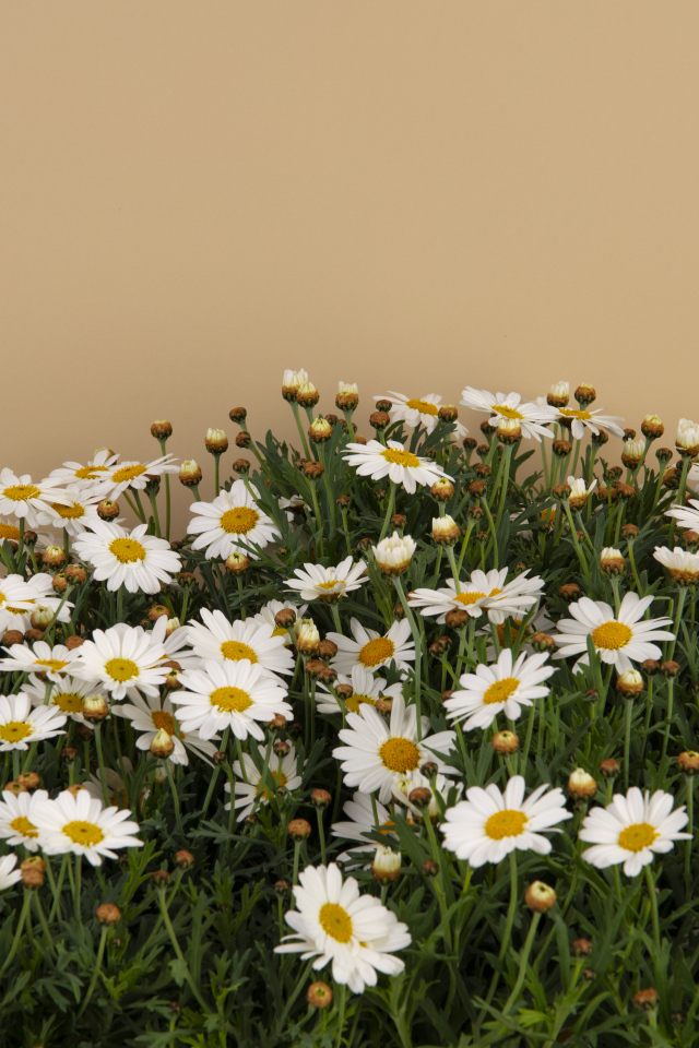 Белые маленькие ромашки на коричневом фоне