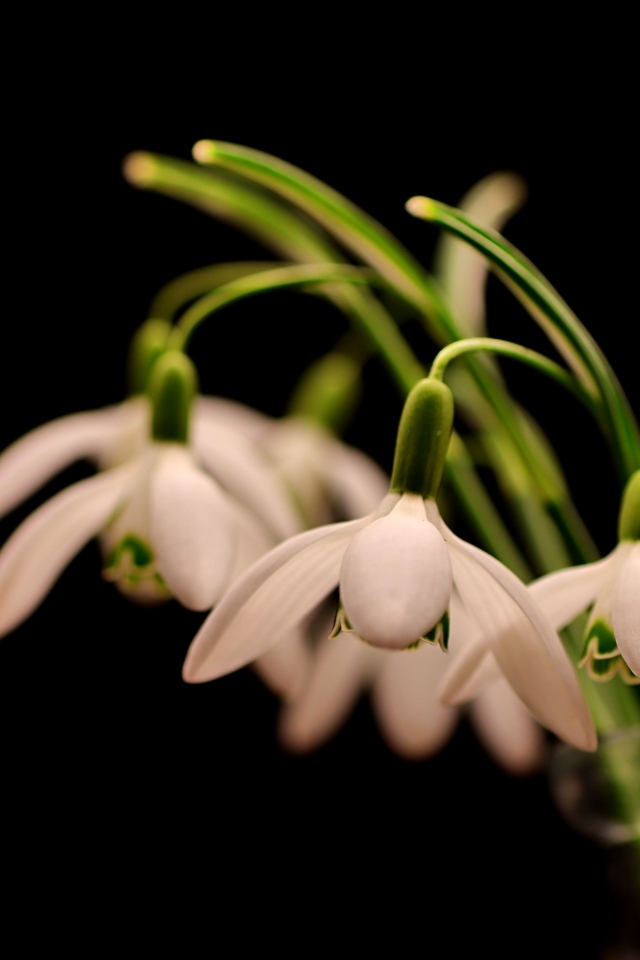Белые маленькие подснежники в вазе на черном фоне