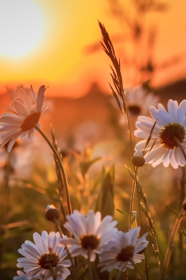 Белые нежные ромашки на рассвете в поле