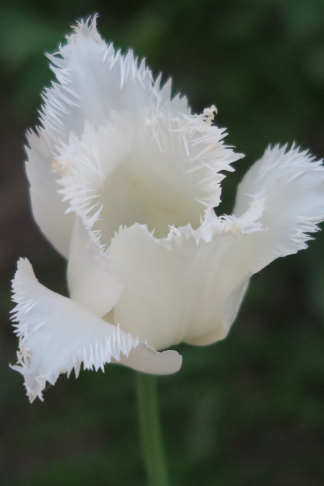 Белый тюльпан с волнистыми лепестками