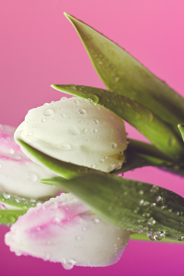 Белые тюльпаны в каплях воды на розовом фоне