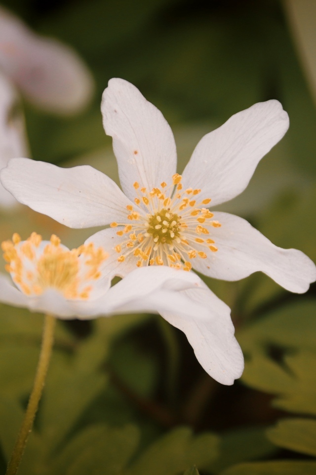 Белые полевые цветы ветреница