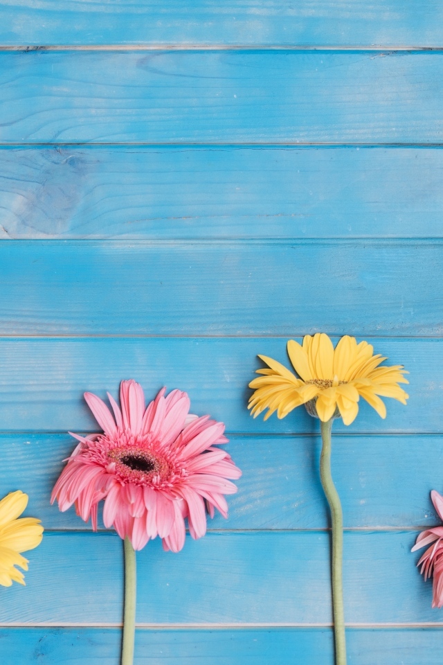 Желтые и розовые цветы герберы на голубом фоне