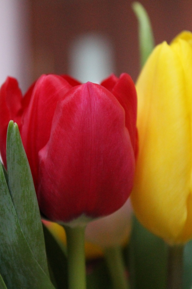 Желтый и красный тюльпан крупным планом