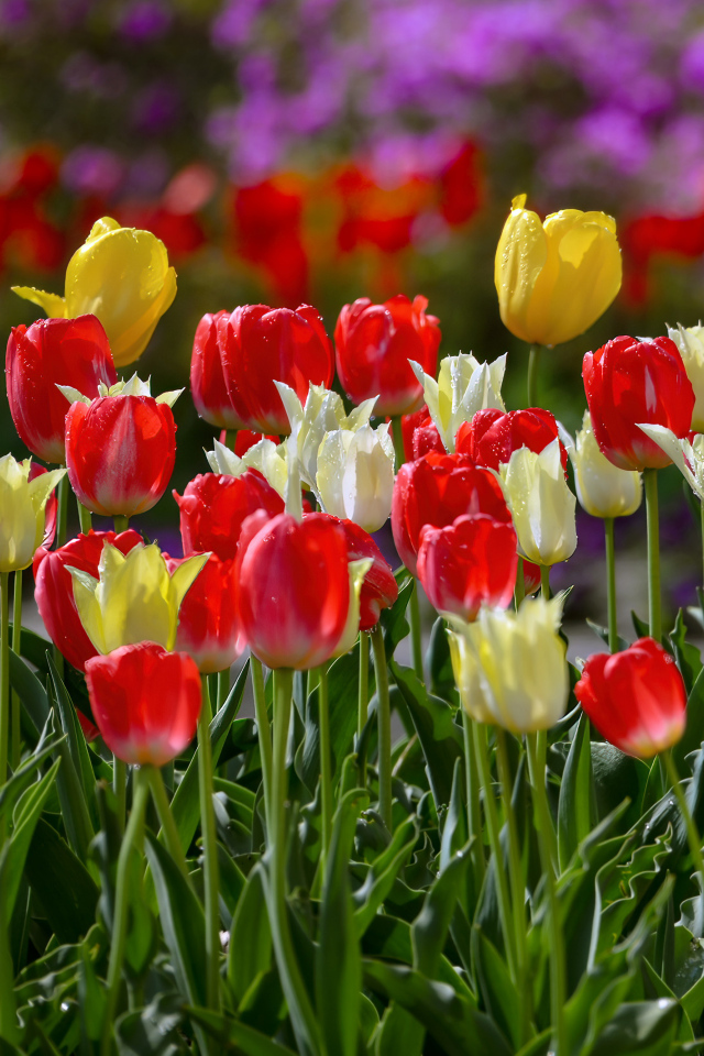 Желтые и красные тюльпаны на клумбе весной