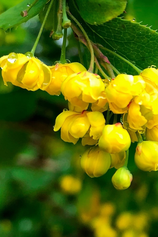 Желтые цветы барбариса в каплях воды крупным планом