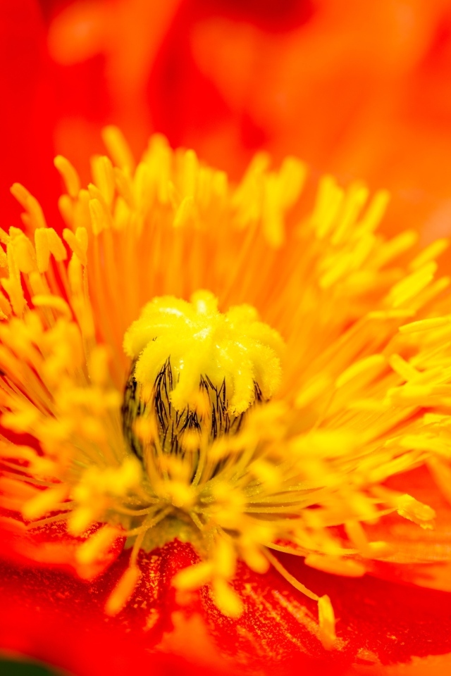 Желтая серединка красного мака крупным планом