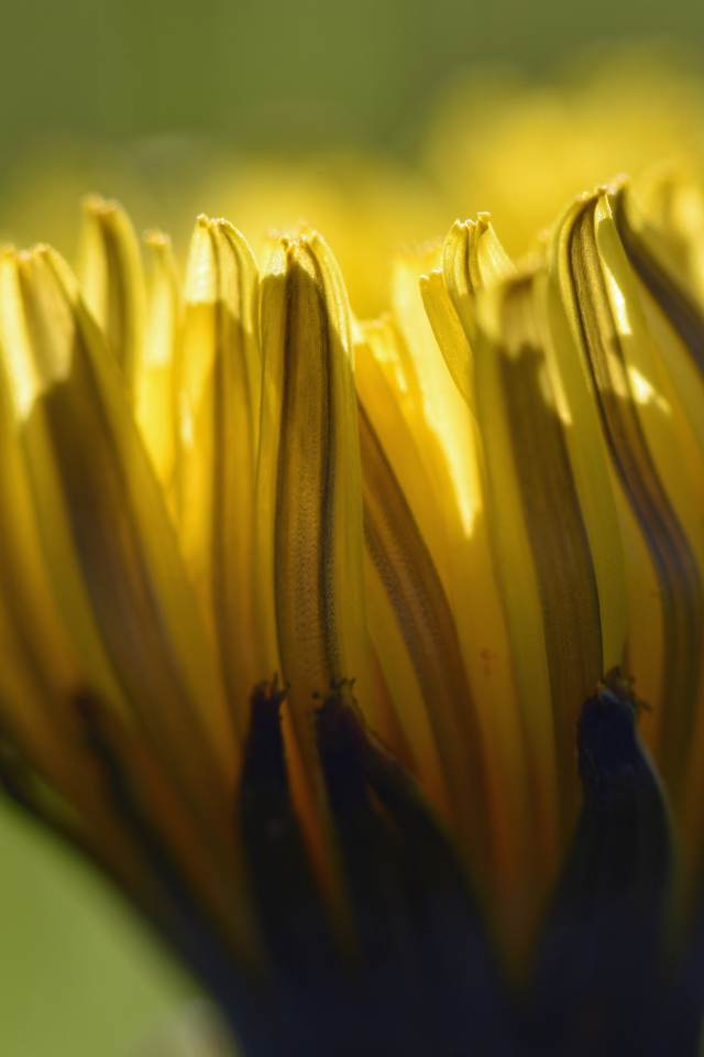 Желтый распускающийся цветок хризантемы крупным планом