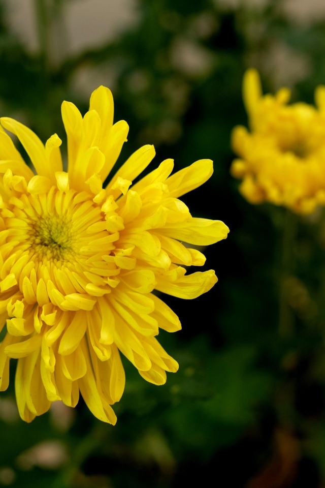 Желтый цветок хризантемы с бутонами