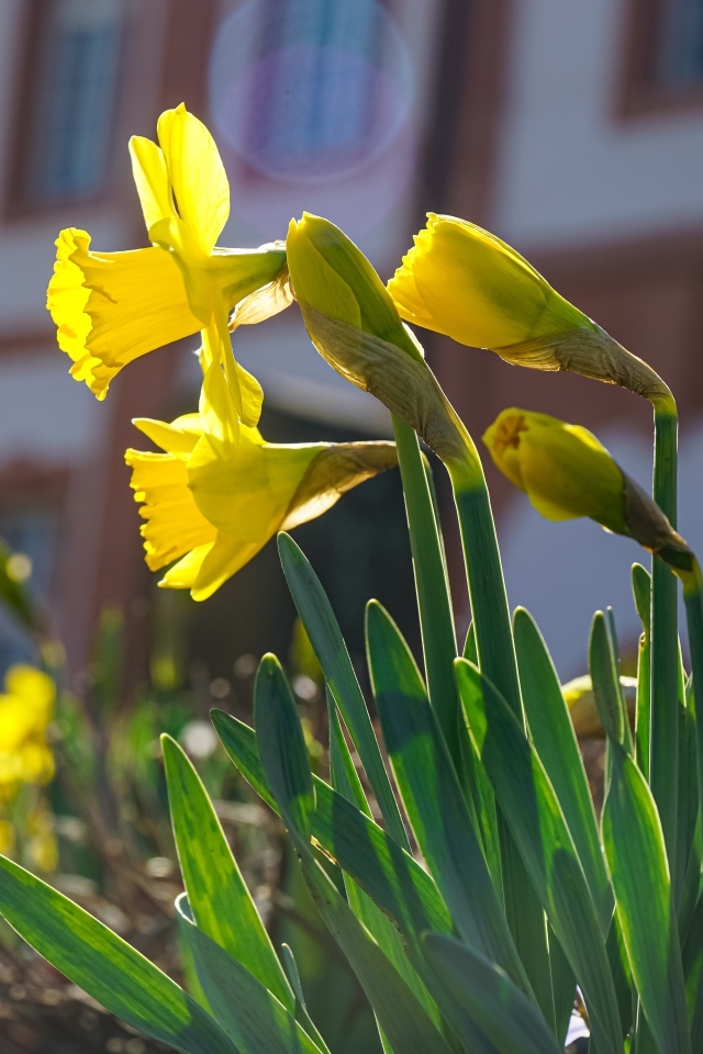 Желтые нарциссы распускаются на клумбе весной