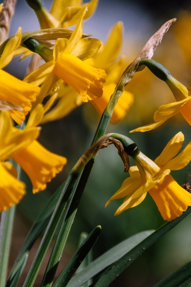 Желтые нарциссы в лучах солнца на клумбе
