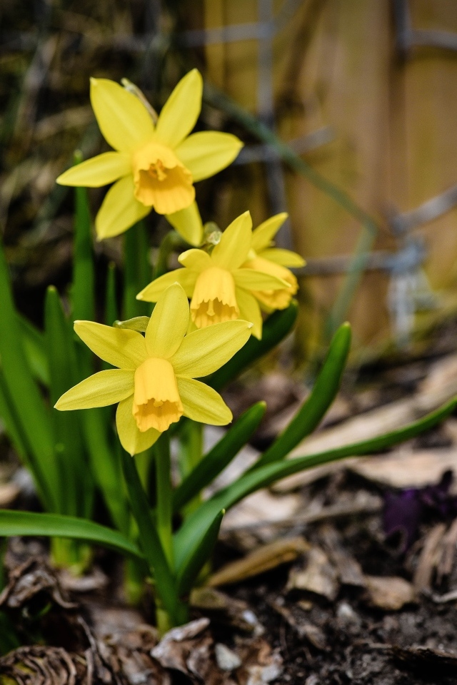 Желтые нарциссы с зелеными листьями на земле весной
