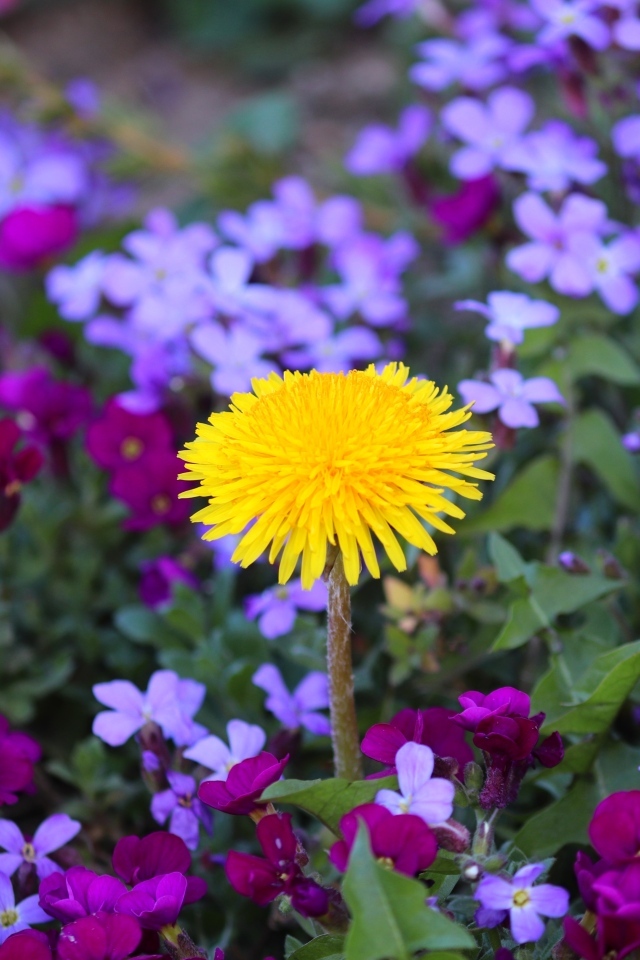 Желтый одуванчик в розовых цветах фиалки