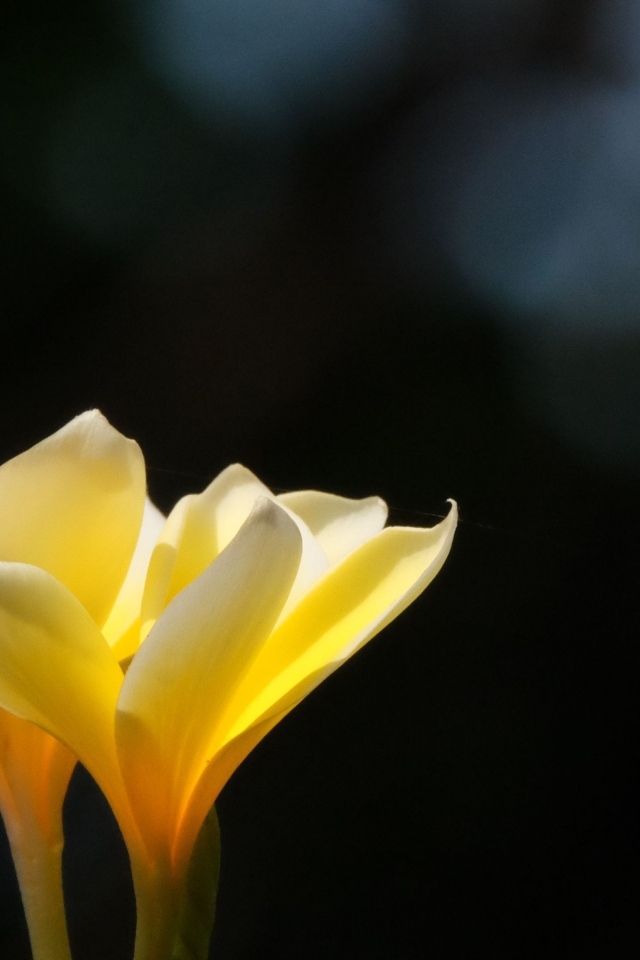 Желтые нежные цветы плюмерия крупным планом