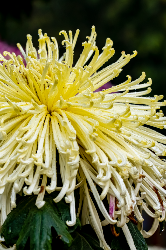 Желтый отцветающий цветок хризантемы