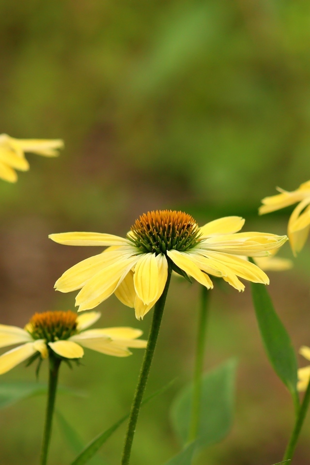 Желтые цветы на клумбе крупным планом
