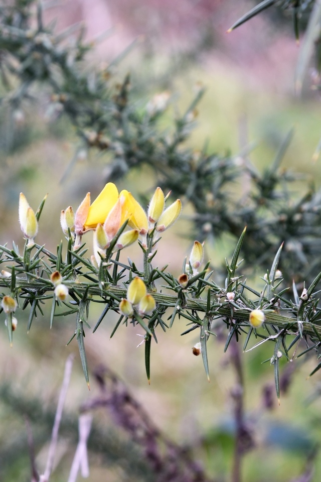 Желтые цветы на ветке хвойного дерева 