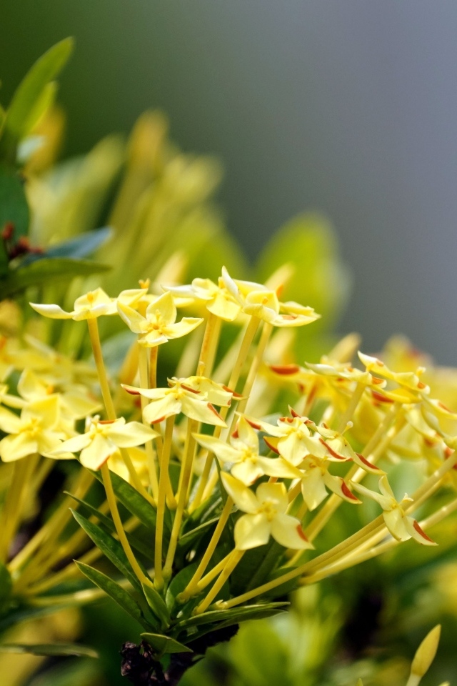 Желтые цветы иксора крупным планом