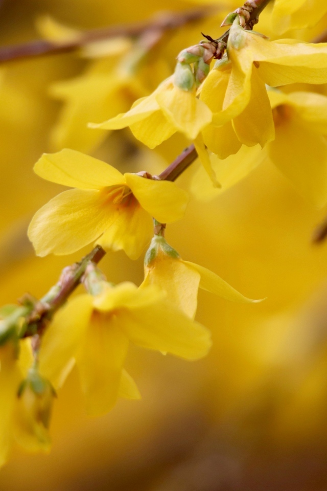 Желтые цветы сирени на ветке дерева