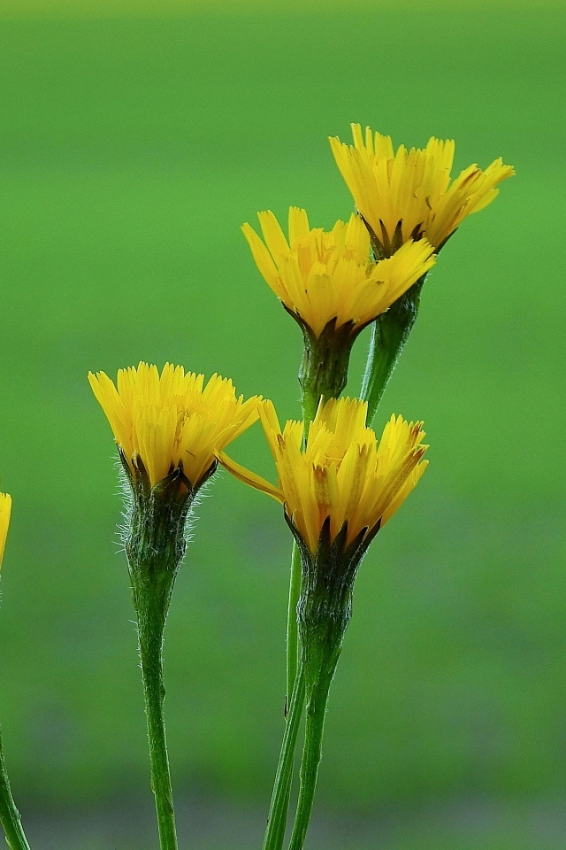 Желтые цветы молочая на зеленом фоне