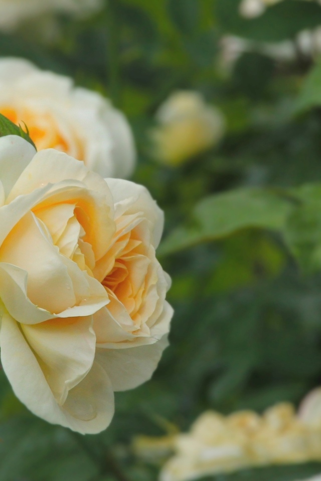 Желтые парковые розы с бутонами