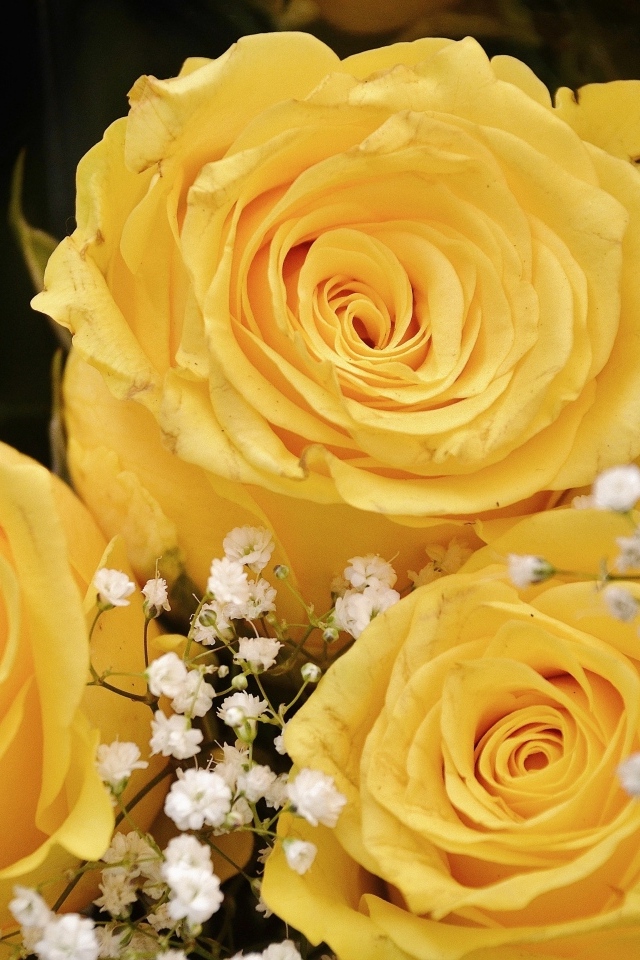 Желтые розы с белыми цветами гипсофилы
