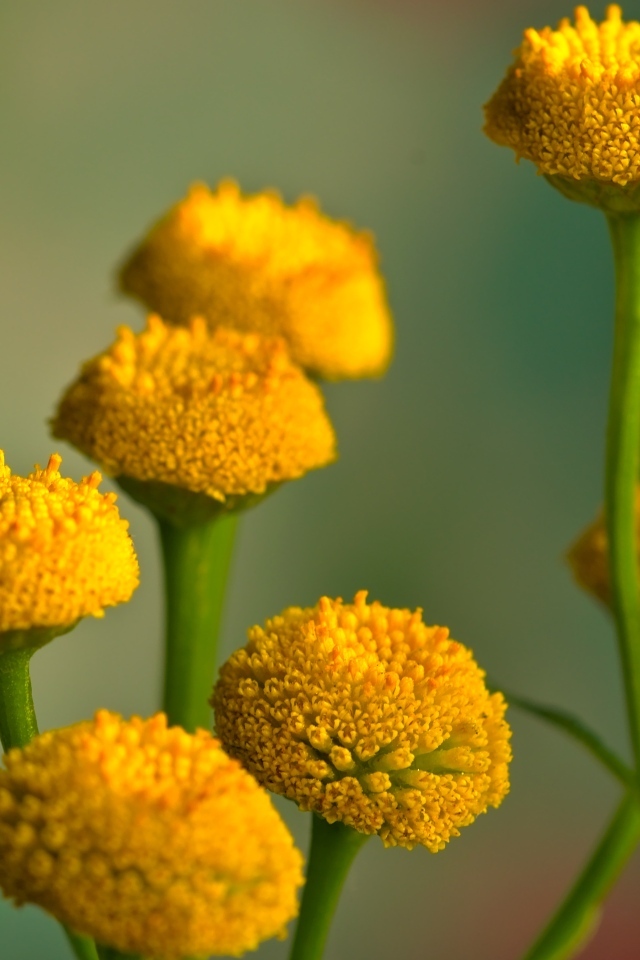 Желтые цветы пижмы на зеленом фоне крупным планом