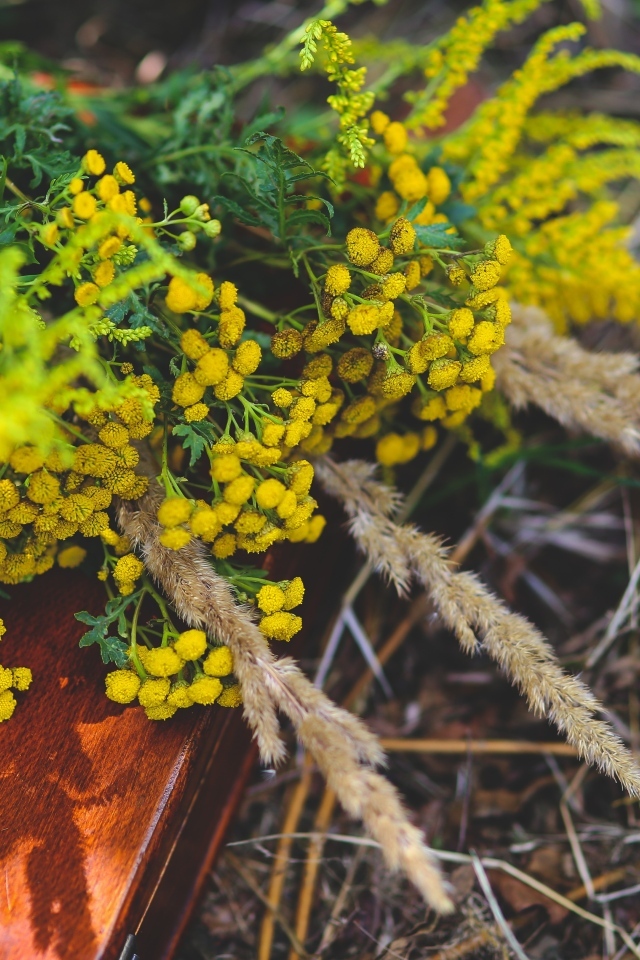 Желтые цветы пижмы на траве