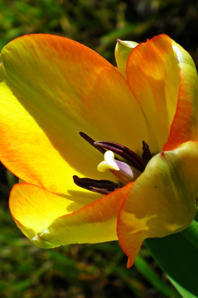 Желтый тюльпан в лучах солнца на клумбе