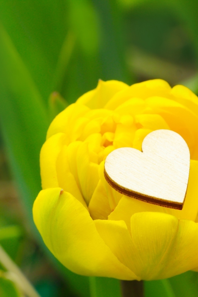 Желтый тюльпан с маленьким белым сердцем