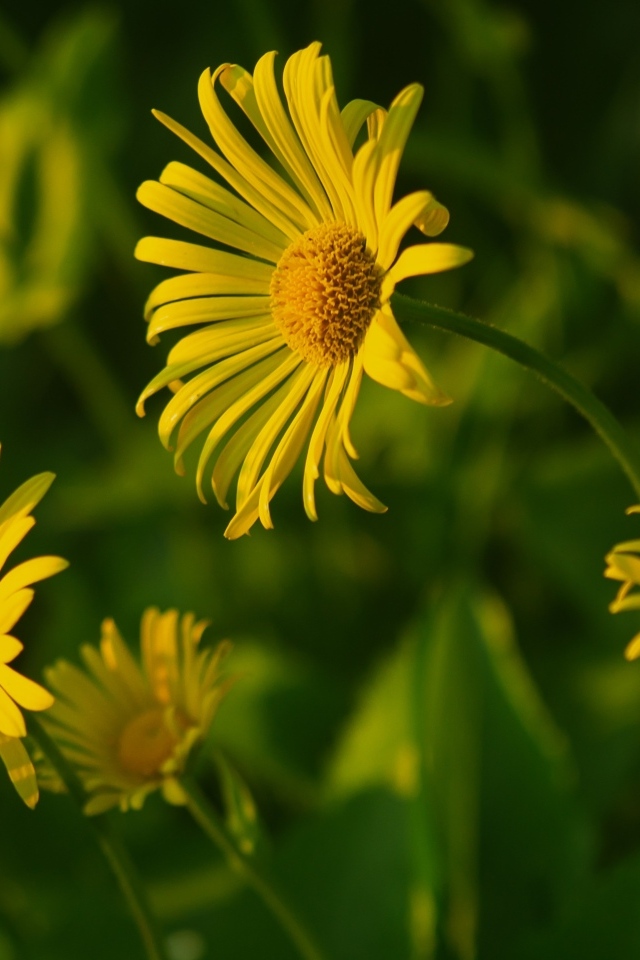 Желтые полевые цветы крупным планом